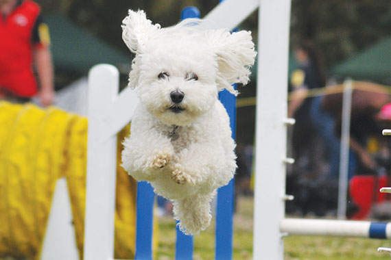 dog agility